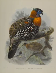 Ceriornis Melanocephala